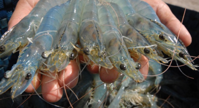 มูลค่าการส่งออกกุ้งของเวียดนามเพิ่มขึ้นอย่างรวดเร็ว