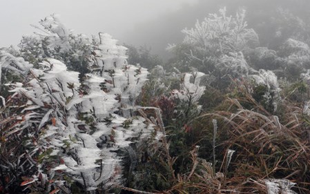 mau son nhiet do am 2 do c, nhieu kha nang sapa se co mua tuyet hinh 0