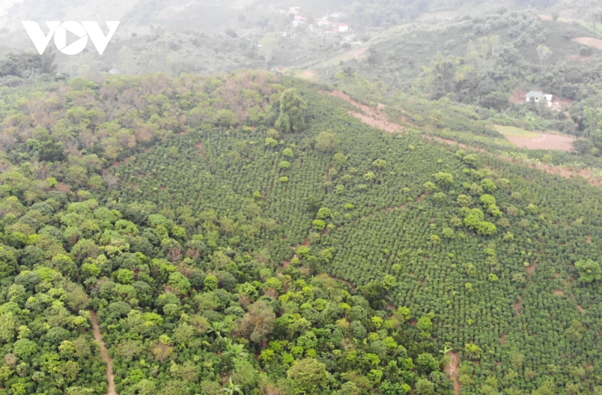 Son La: quand les entrepreneurs misent sur l’exportation des produits agricoles