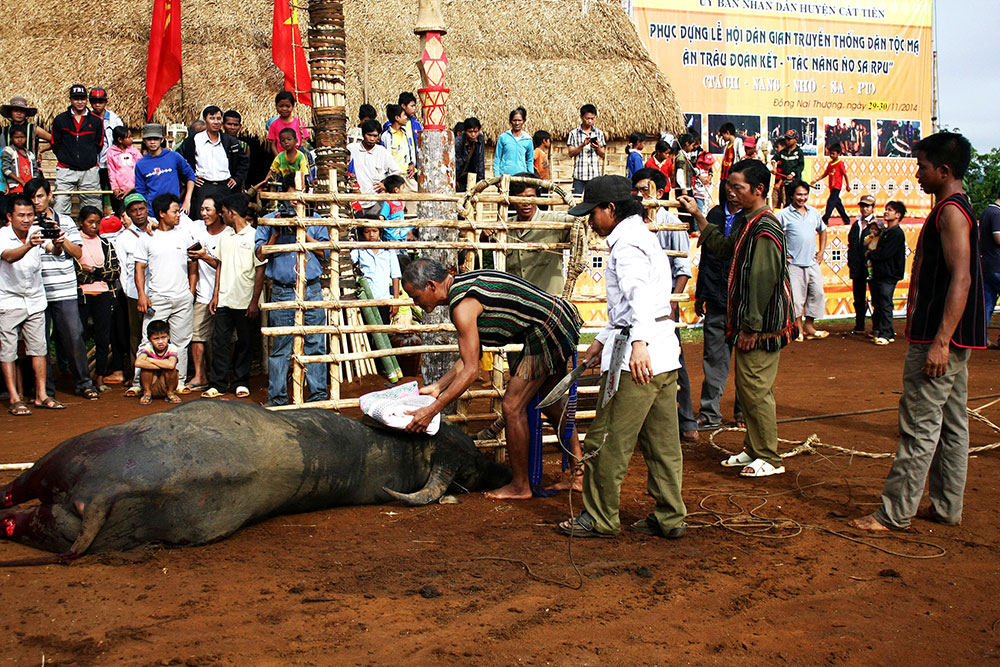 ពិធីកាប់ក្របីជប់លៀងបូជាទេវតាអំណររដូវថ្មីរបស់ជនជាតិ Ma