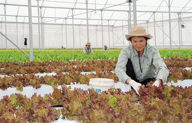 វៀតណាមឆ្ពោះទៅកាន់ខឿនកសិកម្មស្អាតដោយប្រើបច្ចេកវិទ្យា NANO