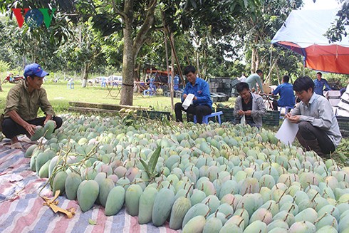 អភិវឌ្ឍន៍កសិកម្មដោយប្រើប្រាស់បច្ចេកវិទ្យាខ្ពស់នៅខេត្ត Son La