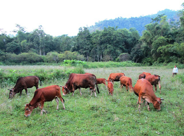 ជនជាតិ យ៉ាវ (Dao) នៅភូមិ Tun Tren ខេត្ត Lao Cai រួចផុតពីភាពក្រីក្រអាស្រ័យដោយគម្រោងការណ៍កសិកម្ម