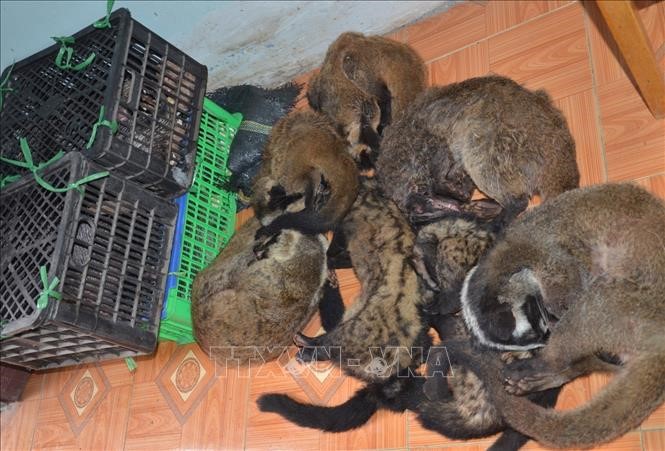 វៀតណាមនាំមុខគេក្នុងកិច្ចខិតខំប្រឹងប្រែងបញ្ឈប់ស្ថានភាពជួញដូរ សត្វ​​ព្រៃ​ខុសច្បាប់នៅអាស៊ីអាគ្នេយ៍