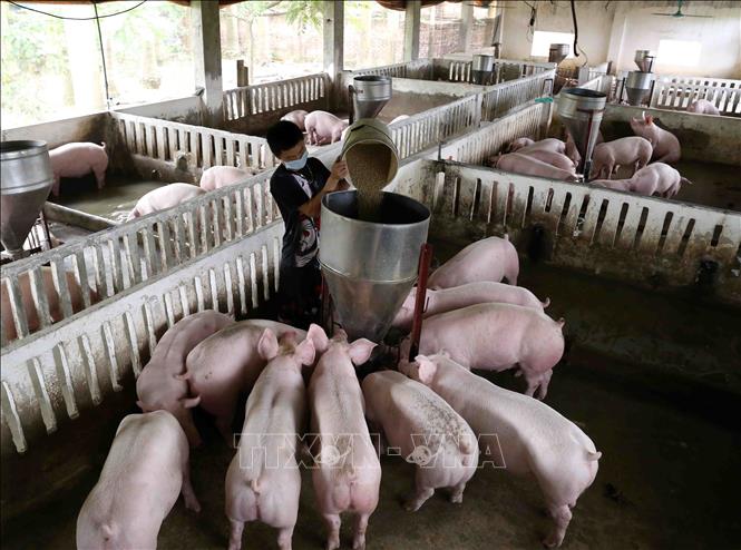 អភិវឌ្ឍវិស័យចិញ្ចឹមសត្វវៀតណាមតាមទិសឧស្សាហូបនីយកម្មនិងទំនើបកម្ម