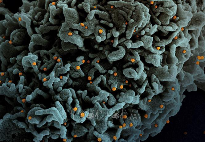 វីរុស SARS-CoV-2 បំប្លែងខ្លួន មានវត្តមាននៅប្រទេស និងតំបន់​ដែនដី​ជាច្រើន