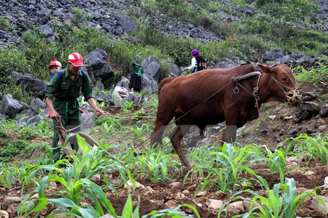 46 трлн донгов на выполнение государственной целевой программы устойчивой ликвидации бедности
