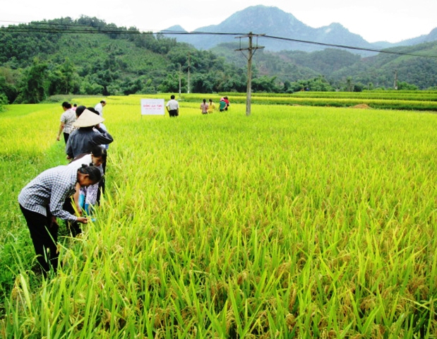 Провинция Баккан максимально использует свои преимущества в области сельского хозяйства