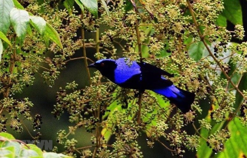 Два биосферных заповедника Вьетнама признаны ЮНЕСКО