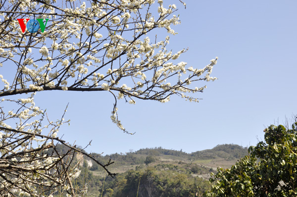 ดอกพลัมสีขาวของป่าในเขตตะวันตกเฉียงเหนือเวียดนาม