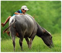 "เวียดนาม- บ้านเกิดของฉัน"- " Quê hương Việt Nam"