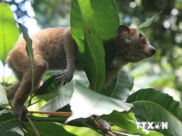 สหรัฐจะให้ความช่วยเหลือเวียดนามเป็นพิเศษในโครงการความหลากหลายทางชิวภาพ
