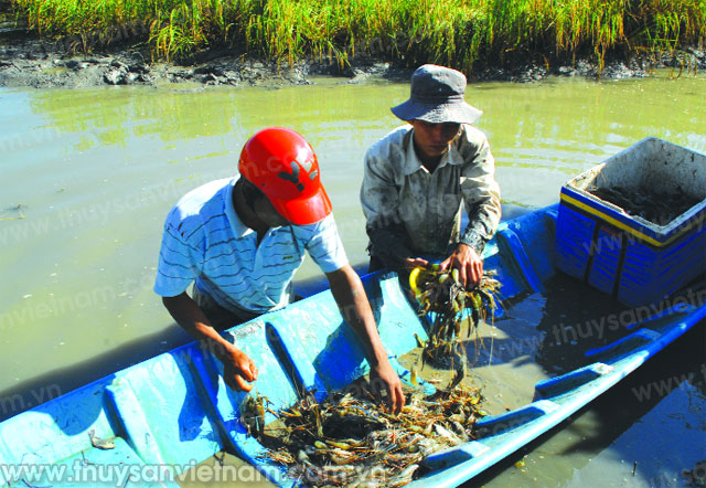 การเลี้ยงกุ้งร่วมกับการปลูกข้าว-รูปแบบการผลิตที่มีประสิทธิภาพและยั่งยืน
