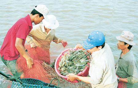 พัฒนาการเพาะเลี้ยงกุ้งที่ปรับตัวเข้ากับการเปลี่ยนแปลงของสภาพภูมิอากาศ