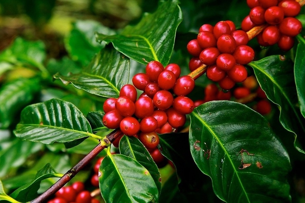 แนวทางความร่วมมือด้านกาแฟระหว่างเวียดนามกับอินโดนีเซีย
