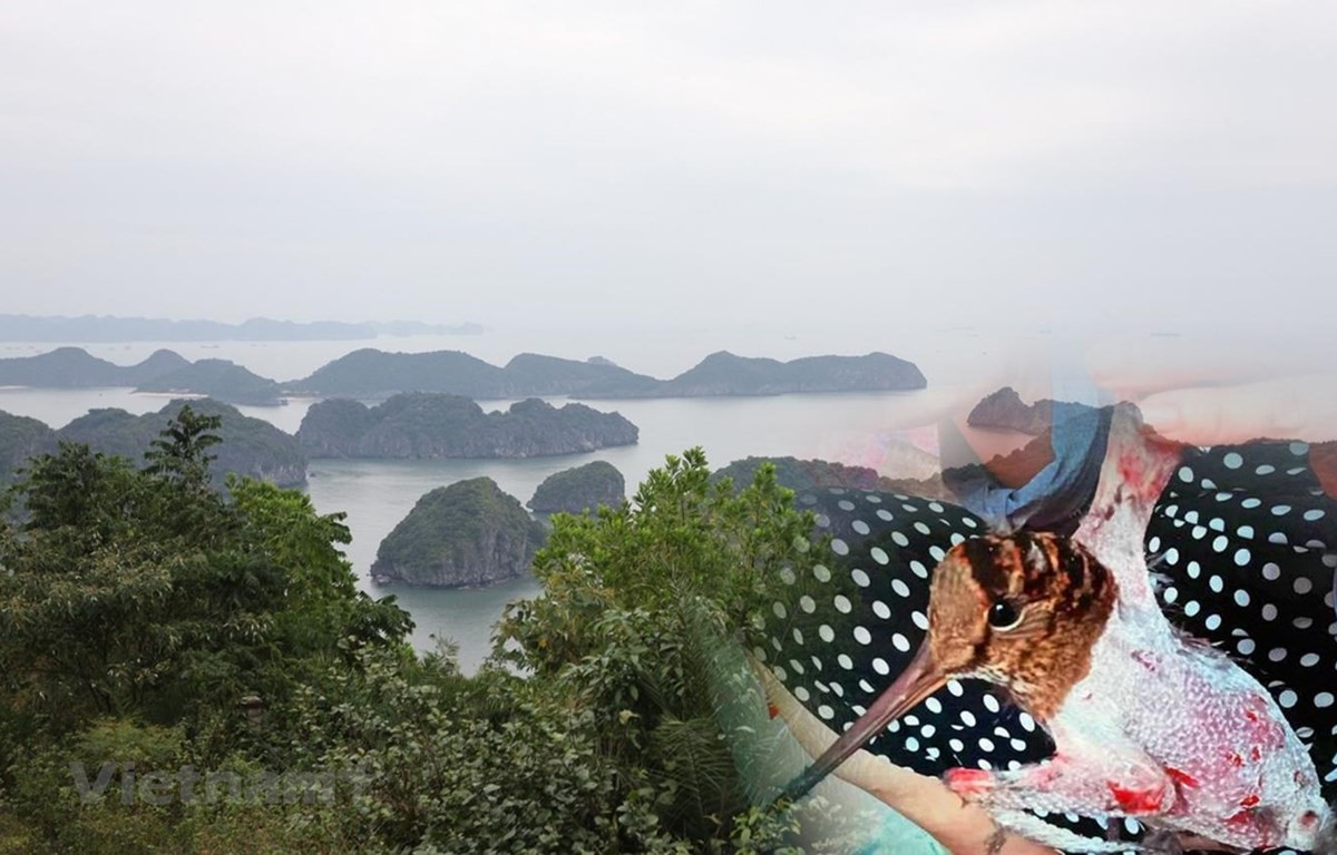 เวียดนามย่างเข้าสู่ทศวรรษแห่งการฟื้นฟูระบบนิเวศในเชิงรุก