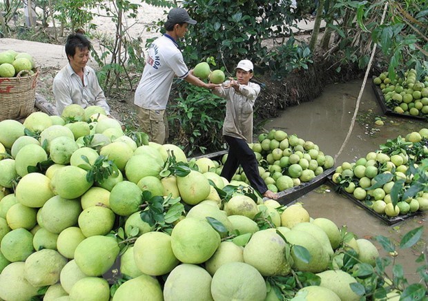 สหรัฐอนุญาตให้นำเข้าส้มโอเวียดนาม