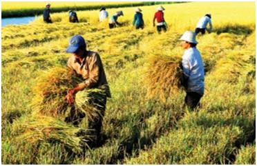 ยกระดับคุณภาพผลิตภัณฑ์การเกษตรของเวียดนาม