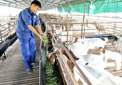 อำเภอ กู๋จี นครโฮจิมินห์เร่งกระบวนการสร้างสรรค์ชนบทใหม่