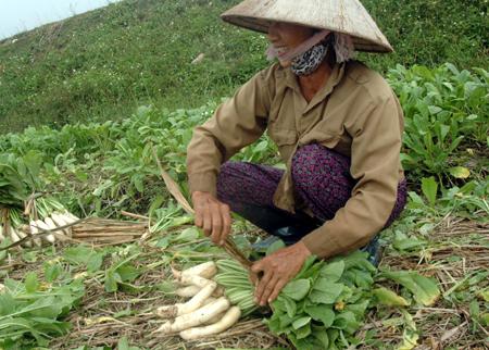 ประสิทธิภาพของรูปแบบการประสานงานระหว่าง4ฝ่ายในการพัฒนาชนบทที่กว๋างเอียน