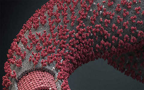 การแก้ไขและควบคุมการระบาดของเชื้ออีโบลา ภารกิจที่ไม่ง่าย