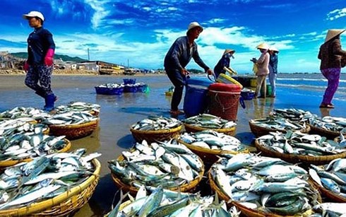 베트남, 어업의 지속 가능한 발전을 위해 EC 권장 사항 단계적으로 완성