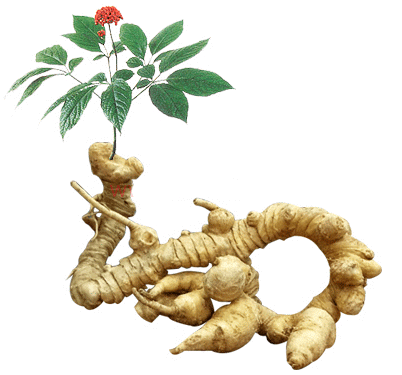 베트남 인삼 홍보