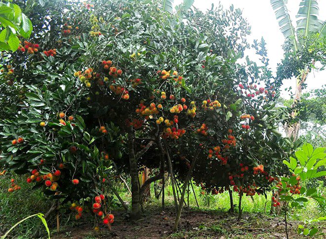 컨터 (Cần Thơ), 퐁띠엔 (Phong Điền), 밤상 (Vam Xang) 탐방