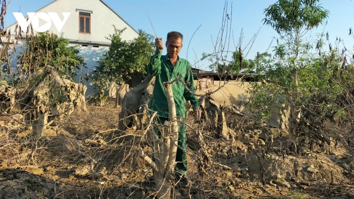 ຟື້ນ​ຟູ​ລະ​ດູດອ​ກໄມ້ຍາມ​​ບຸນ​ເຕັດ  ​ຢູ່​ເຂດ​ປູກ​ຕົ້ນຄາຍ ກາມ​ຢາ, ແຂວງ ໄທ​ງວຽນ