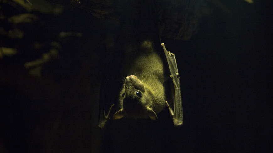 В Руанде обнаружили летучих мышей, исчезнувших 40 лет назад