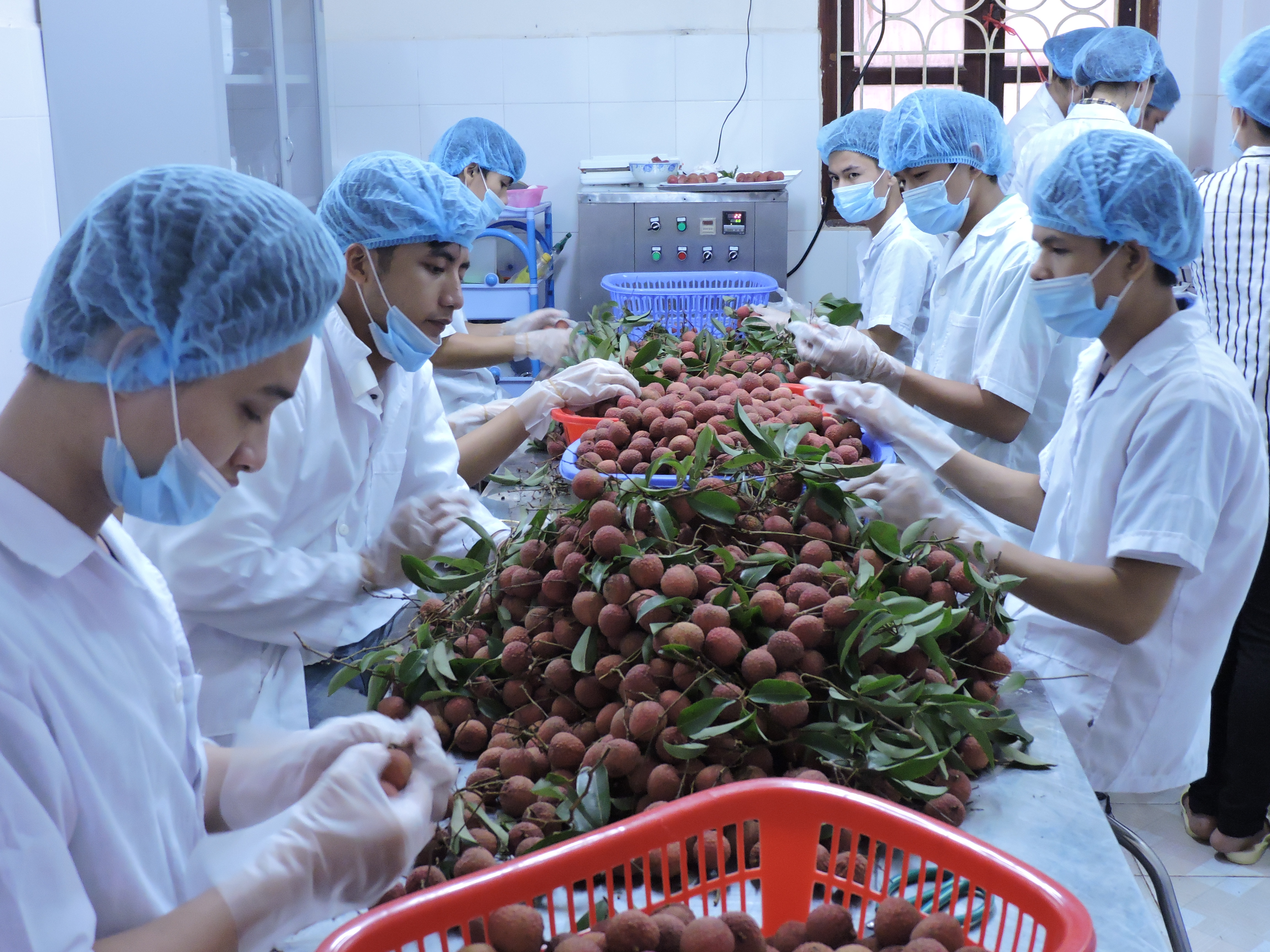 Объединение усилий для вывода сельхозпродукции Вьетнама на мировой рынок