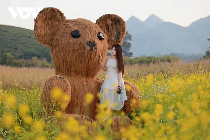 서북부 산간 지방 선라(Sơn La)성의 목쩌우(Mộc Châu) 고원에 겨울을 부르는 꽃빛