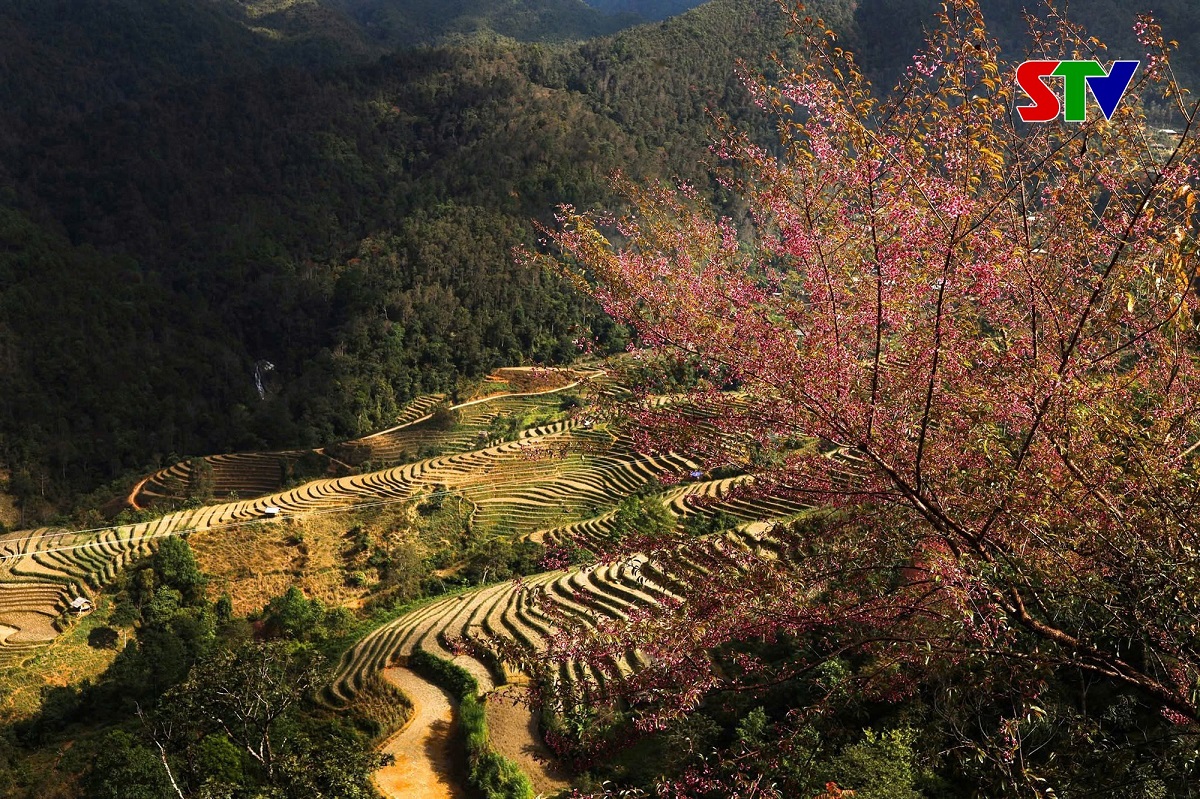 ‘므엉라 떠자이 꽃빛 속으로’ 마라톤 대회 발표