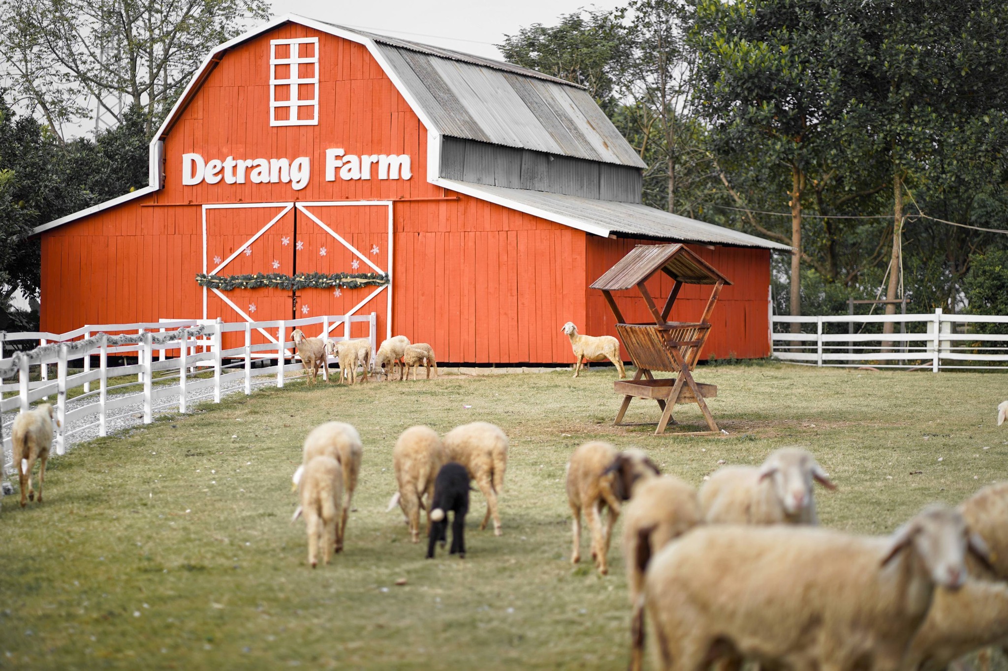 데짱(Detrang) 농장, 하노이 인근에서 자연과 함께 쉬어가는 푸른 쉼표