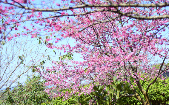 2019년 Pa Khoang – Dien Bien 벚꽃 행사