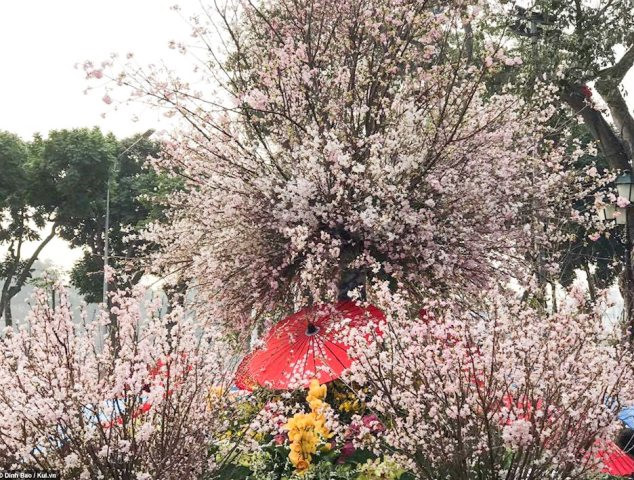 2019년 하노이-일본 벚꽃축제에서의 새로운 볼거리