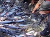 El WWF saca al pangasius vietnamita de su lista roja