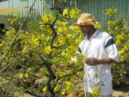 Aldea de albaricoque en la marisma de Tam Giang