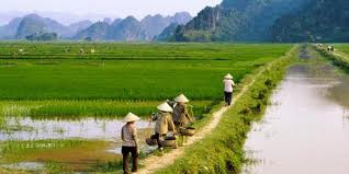 Propaganda sobre construcción de nuevo campo en Ninh Binh