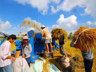 Destacan experiencias vietnamitas en el desarrollo agrícola