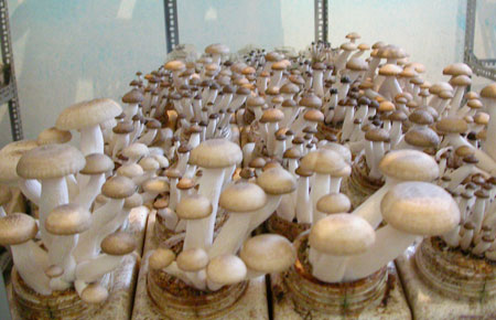 Ha Nam se enriquece con hongos