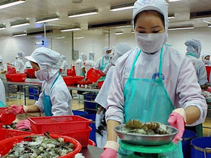 Incapaces de implantar impuesto anti-subsidio para camarón vietnamita