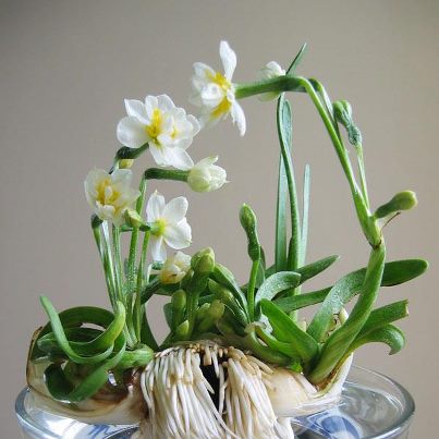 Disfrute del narciso, deleite milenario de hanoyenses en el Tet