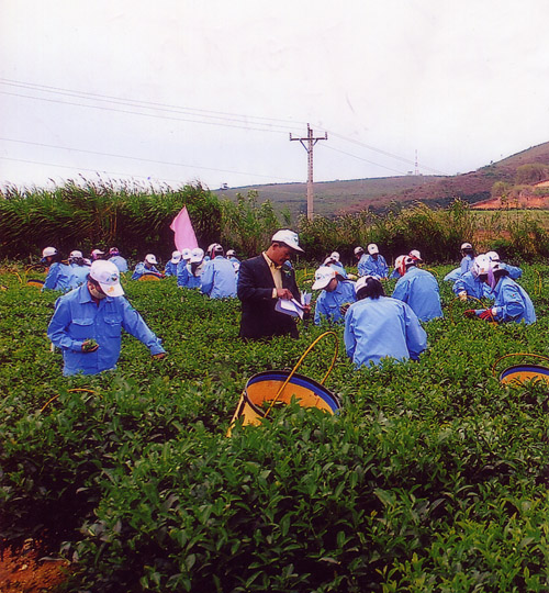 Mejora calidad de producto del té vietnamita en 2013