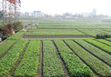 La alianza trae alta eficiencia en la producción de verduras de Quang Ninh