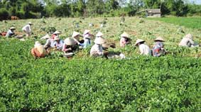 Tra Vinh avanza en la edificación del nuevo campo