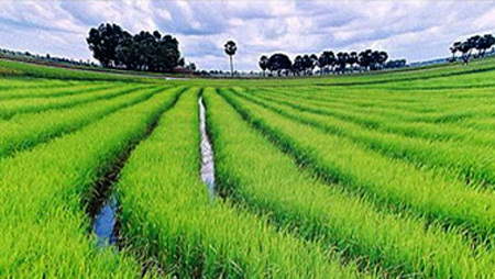 Empresas vietnamitas participan en edificación de áreas rurales