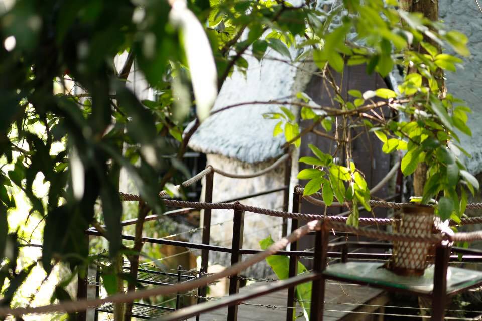 Singularidad del único modelo de “casas en los árboles” en Hanoi