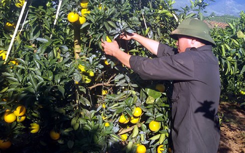 El cultivo de naranjos brinda mayores ingresos a los cultivadores de Cao Phong
