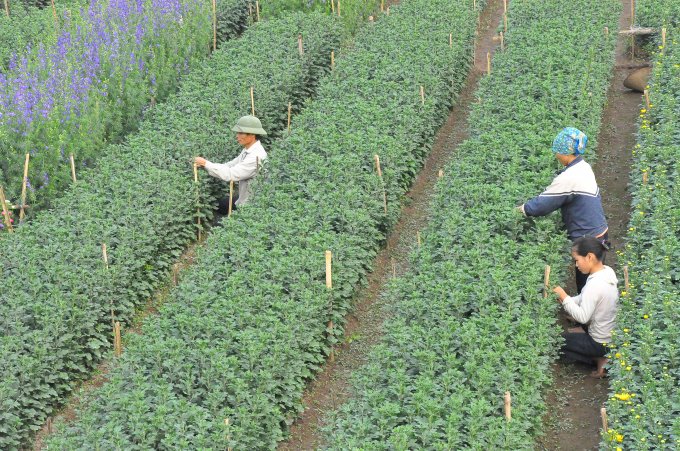 Pueblo de floricultura de Phu Van, listo para el Tet